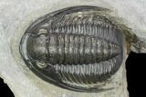 Cornuproetus Trilobite Fossil - Ofaten, Morocco #125988-4
